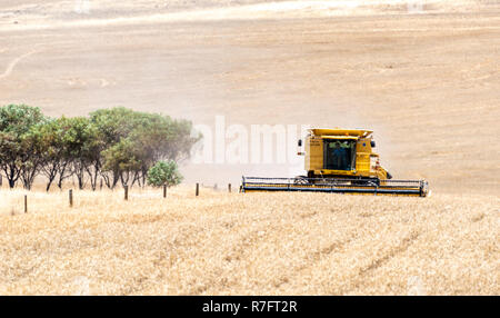Agricoltura australiana che raccoglie le colture Foto Stock