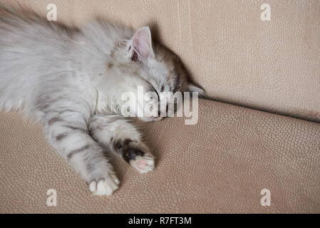 Carino piccolo pelo gatto sul divano marrone. Colore grigio kitty dormire sul lettino Foto Stock