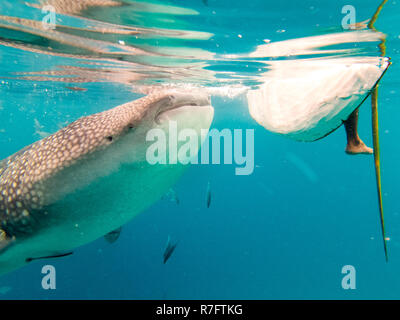 Nuoto con gli Squali Balena in Oslob, Cebu, Filippine Foto Stock