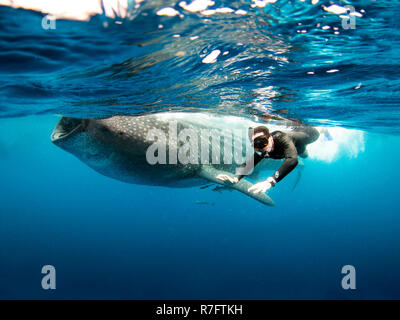 Squalo Balena Tour in Cancun, Messico Foto Stock