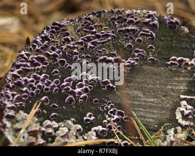 Legno di viola e funghi ad albero Foto Stock