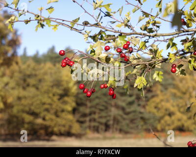 Biancospino Foto Stock