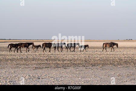 Cavalli su Makgadikgadi Pan, Nwetwe Pan in Botswana Foto Stock