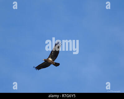 Immaturo aquila calva in volo con cielo blu sullo sfondo Foto Stock