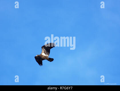 Immaturo aquila calva in volo con cielo blu sullo sfondo Foto Stock