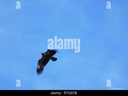 Immaturo aquila calva in volo con cielo blu sullo sfondo Foto Stock