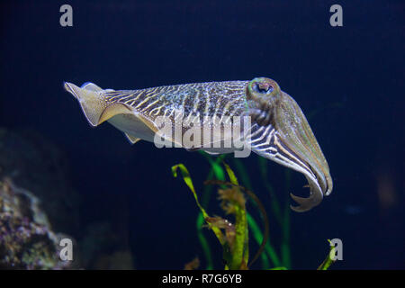 Seppie in mostra a New England Aquarium, Boston, Massachusetts, Stati Uniti d'America. Foto Stock