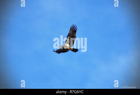 Immaturo aquila calva in volo con cielo blu sullo sfondo Foto Stock