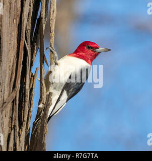 Red-headed woodpecker (Melanerpes erythrocephalus) adulto guardando intorno, Iowa, USA Foto Stock