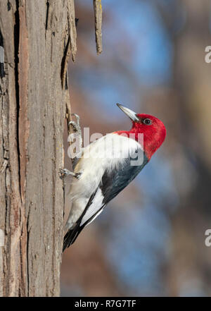 Red-headed woodpecker (Melanerpes erythrocephalus) adulto alimentazione su un tronco di albero in inverno, Iowa, USA Foto Stock