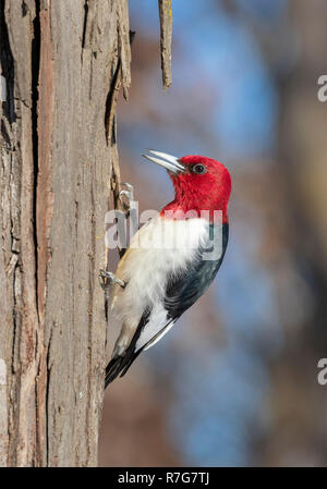 Red-headed woodpecker (Melanerpes erythrocephalus) adulto alimentazione su un tronco di albero in inverno, Iowa, USA Foto Stock