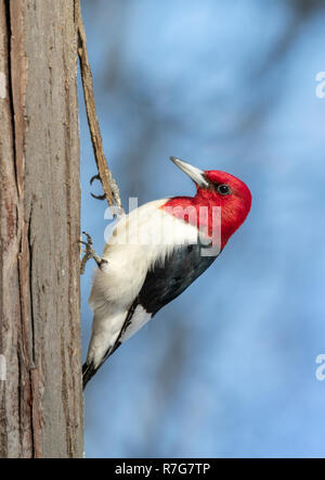 Red-headed woodpecker (Melanerpes erythrocephalus) adulto alimentazione su un tronco di albero in inverno, Iowa, USA Foto Stock