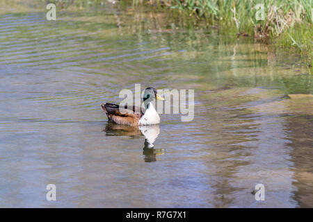 Insolito Mallard duck con un torace bianco nuoto in q stagno con molla verde riflettente di erba Foto Stock