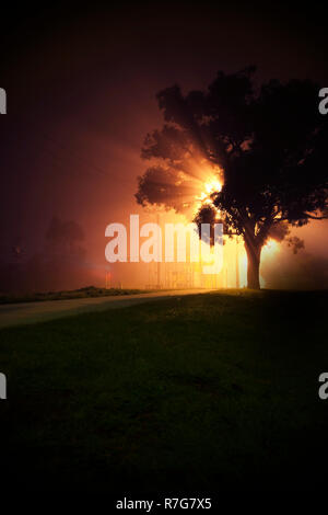 Arancio brillante via la luce di notte illuminando albero da dietro. Foto Stock