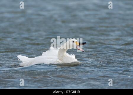 Bewick's Swan (Cygnus columbianus bewicki) chiamate dopo un bagno in un lago di acqua dolce, Gloucestershire, UK, febbraio. Foto Stock