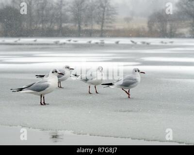 A testa nera gabbiani (Chroicocephalus ridibundus) poggiante su un lago ghiacciato in caduta di neve, Wiltshire, Regno Unito, Marzo. Foto Stock