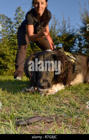 Sniffer dog Freya guardando un grande tritone crestato (Triturus cristatus) trovata nel corso di un esercizio, tenuto sul piombo da Nikki Glover del Wessex acqua. Foto Stock