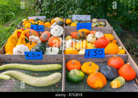 Per la vendita di frutta colorata zucche e zucche con i cartellini dei prezzi al di fuori Foto Stock