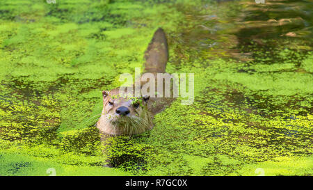 Lontra nuotare in acqua con lenti d'acqua verde Foto Stock