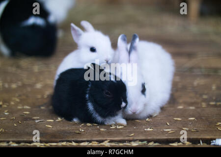 Tre piccoli conigli. In bianco e nero e due bianchi sit aggrappandosi ad ogni altro. Foto Stock