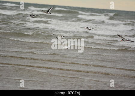 Uccelli marini su Blackrock Sands Foto Stock