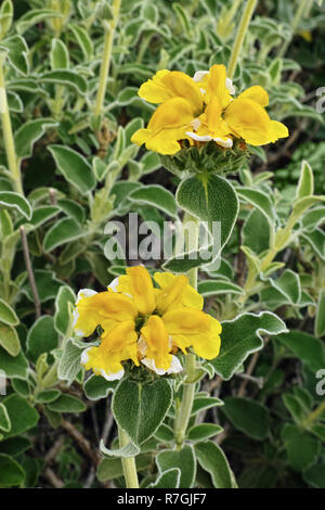 Impianto di Gerusalemme la salvia, fiori e foglie Foto Stock