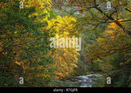 Il fiume di montagna con alberi colorati in autunno Foto Stock
