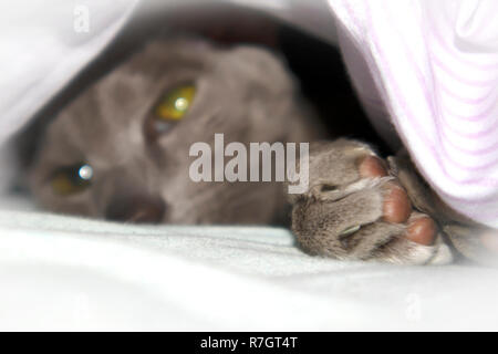 Adorabili smooth-coat lilla oriental cat in appoggio sotto la coperta del letto Foto Stock