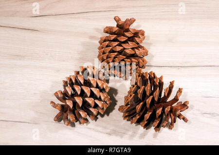 Tre essiccato mature aperto coni di cedro con semi rimosso giacente sulla luce pannello di legno Foto Stock