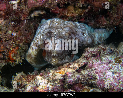 Un Polpo (Octopus cyanea) nell'Oceano Indiano Foto Stock