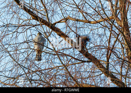 Eurasian Sparviero (Accipiter nisus). La Russia. Foto Stock