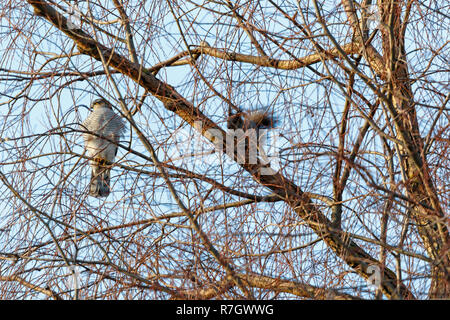Eurasian Sparviero (Accipiter nisus). La Russia. Foto Stock