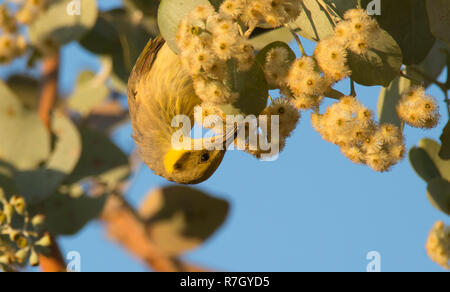 Un grigio-fronteggiata Honeyeater, Lichenostomus plumulus, arroccato in una fioritura di bargiglio tree nettare potabile Foto Stock