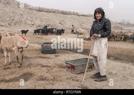 Giovane Pastore nella periferia di Kabuk prendendo delle pecore per la vendita, Kabul, provincia di Kabul, Afghanistan Foto Stock