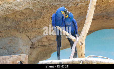 Due giacinto macaws seduta sul ramo Foto Stock