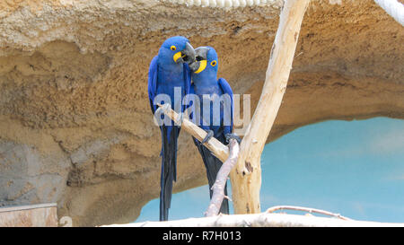 Due giacinto macaws seduta sul ramo Foto Stock