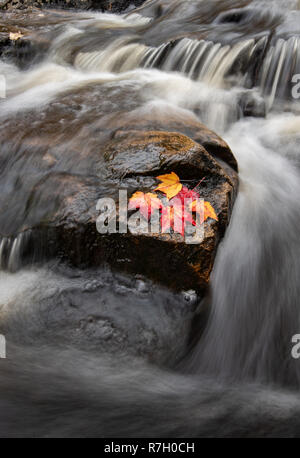 Parco Nazionale di Acadia Foto Stock