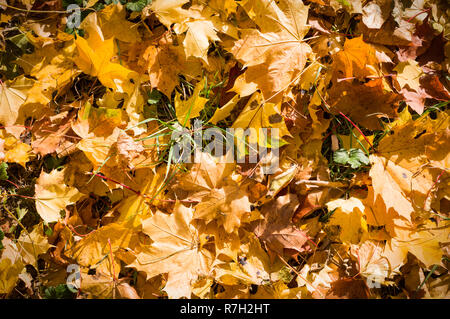 Foglie di autunno sull'erba sfondo con vignette. Natura, stagionali Foto Stock
