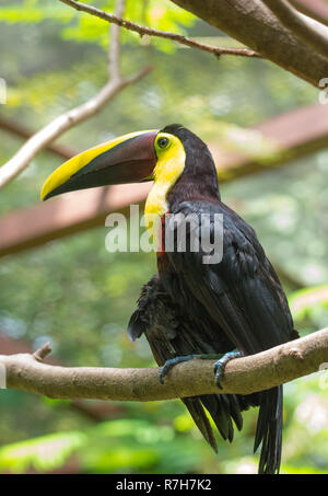 Costa Rican base mandibled di castagno o di Swainson's toucan (Ramphastos ambiguus swainsonii). Sottospecie del giallo-throated toucan. Foto Stock