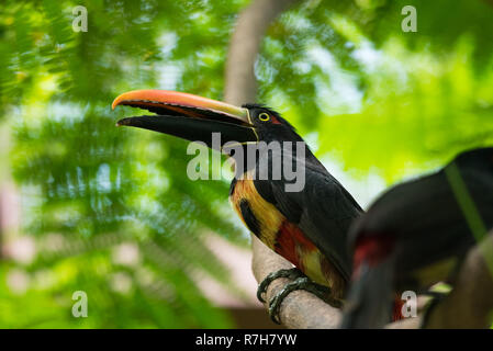 Felice e allegra a collare (aracari Pteroglossus torquatus) toucan è un vicino passerine bird. Foto Stock