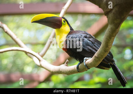 Costa Rican base mandibled di castagno o di Swainson's toucan (Ramphastos ambiguus swainsonii). Sottospecie del giallo-throated toucan. Foto Stock