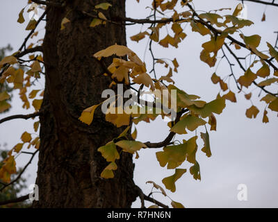 Close-up di un ginkgo tronco di albero, Ginkgo Biloba Foto Stock