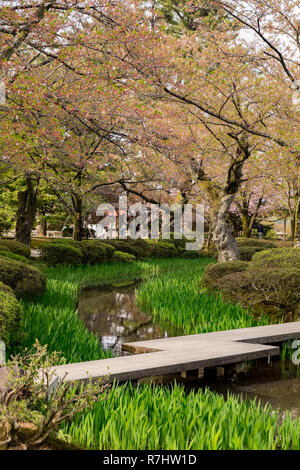 Pieno fiore di ciliegio in fiore giardino Kenrokuen, uno del Giappone del 'tre più splendidi giardini paesaggistici individuare a Kanazawa, Giappone Foto Stock