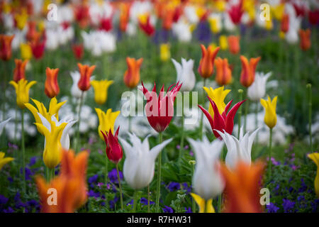 Campo di tulipani in Nabana no sato, un famoso giardino di fiori in Giappone Foto Stock