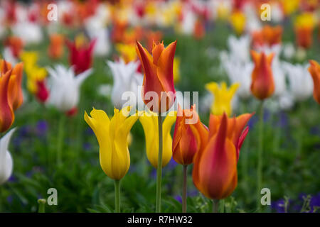 Campo di tulipani in Nabana no sato, un famoso giardino di fiori in Giappone Foto Stock