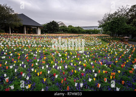 Campo di tulipani in Nabana no sato, un famoso giardino di fiori in Giappone Foto Stock