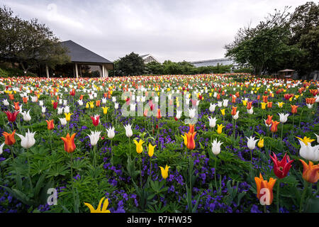 Campo di tulipani in Nabana no sato, un famoso giardino di fiori in Giappone Foto Stock