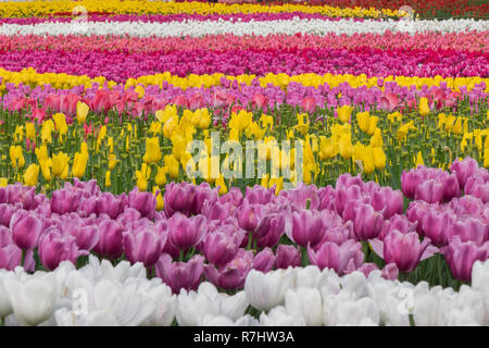 Campo di tulipani in Nabana no sato, un famoso giardino di fiori in Giappone Foto Stock