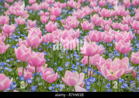 Campo di tulipani in Nabana no sato, un famoso giardino di fiori in Giappone Foto Stock