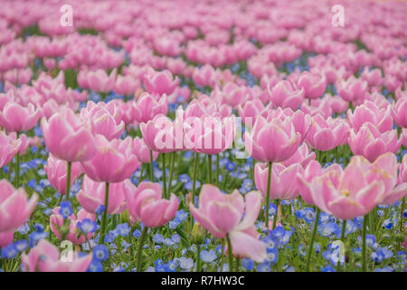 Campo di tulipani in Nabana no sato, un famoso giardino di fiori in Giappone Foto Stock